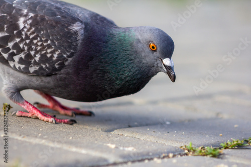 Photo pigeon in the park