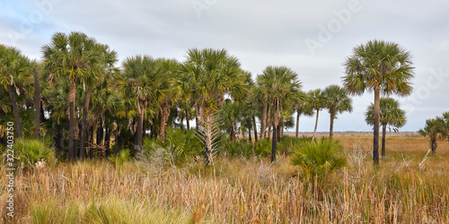 Palm trees at Lake Woodruff National Wildlife Refuge in Volusia county, Florida photo