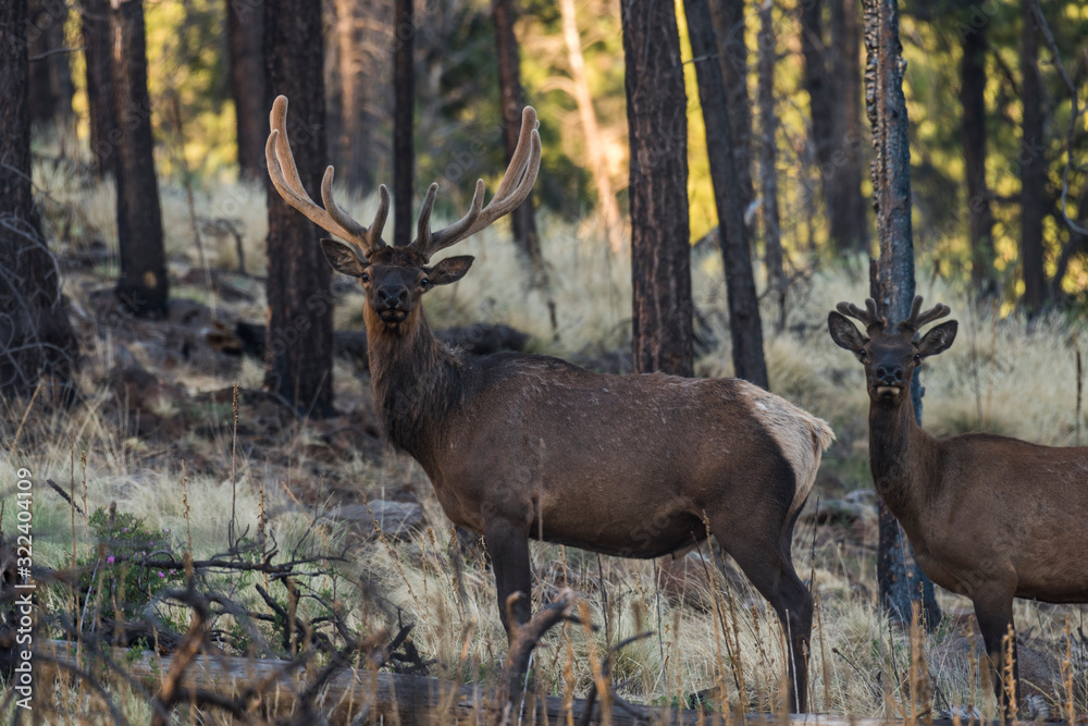Obraz premium Two bull elk standing deep in the forest during summer with their antlers still growing in velvet