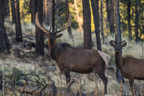 Two bull elk standing deep in the forest during summer with their antlers still growing in velvet