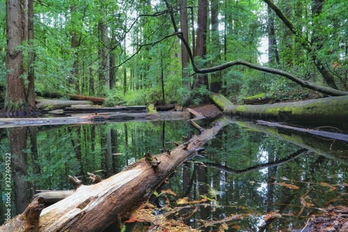 Trees in pond