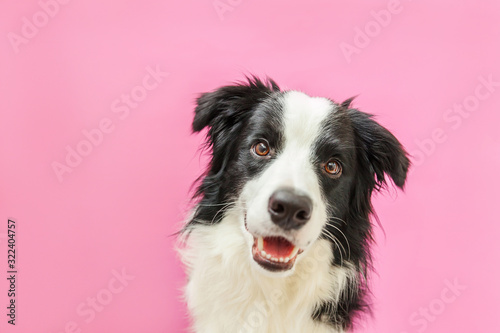 Funny studio portrait of cute smilling puppy dog border collie isolated on pink background. New lovely member of family little dog gazing and waiting for reward. Pet care and animals concept
