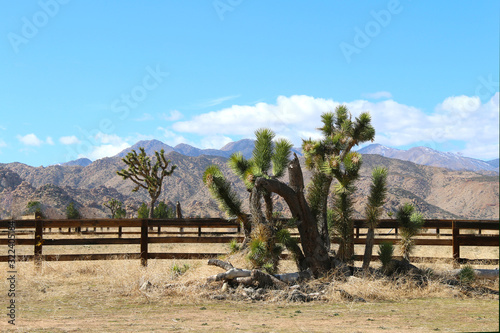Fototapeta Naklejka Na Ścianę i Meble -  a western ranch and yucca tree near a fence range