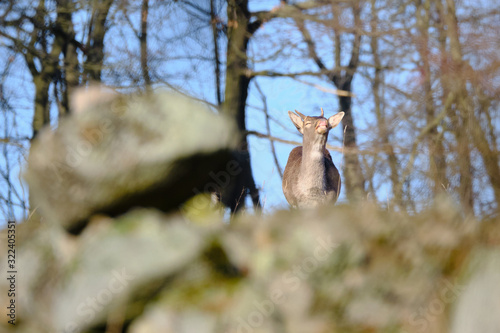 Fallow deer male sniffing. Lbín, Czech Republic