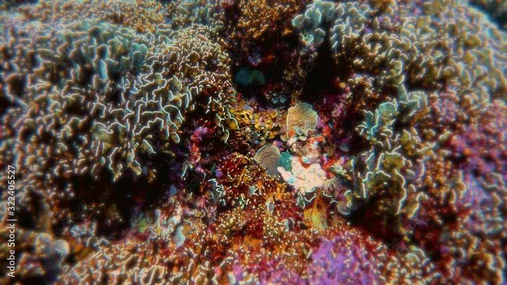 Sunset Reef, Gili Trawangan Underwater, Scuba Diving in Indonesia Sunset Reef, Gili Trawangan Underwater, Scuba Diving in Indonesia