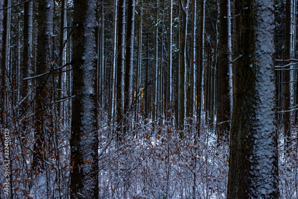 Fototapeta premium The winter forest under snow. The wood in the winter. The wood in Czech Republic in the winter. Sun snow and wood
