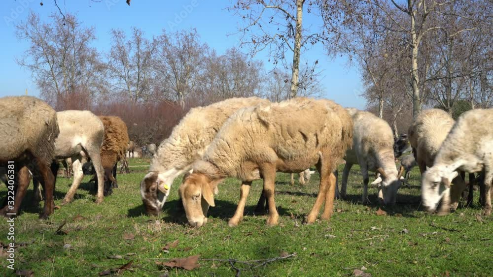 a huge flock of sheep, rams and goats grazes in the meadow on a sunny day a huge flock of sheep, rams and goats grazes in the meadow on a sunny day