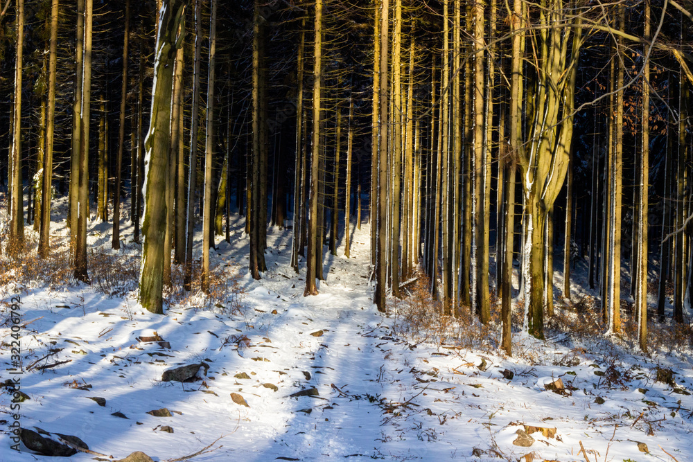 The winter forest under snow. The wood in the winter. The wood in Czech Republic in the winter. Sun snow and wood The winter forest under snow. The wood in the winter. The wood in Czech Republic in the winter. Sun snow and wood