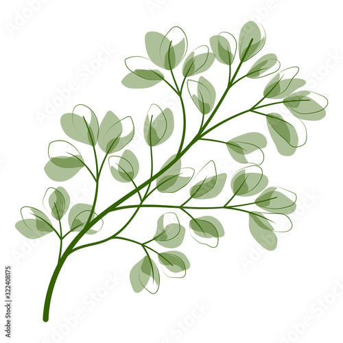 Beautiful  leaves isolated on white background.  Vector illustration. EPS 10