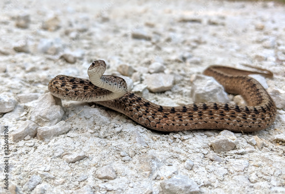 Obraz premium A brown snake holds an S position while resting on a gravel surface.