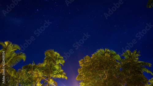  stars by trees in the amazon