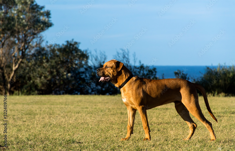 Resting dog, Sydney Australia Resting dog, Sydney Australia