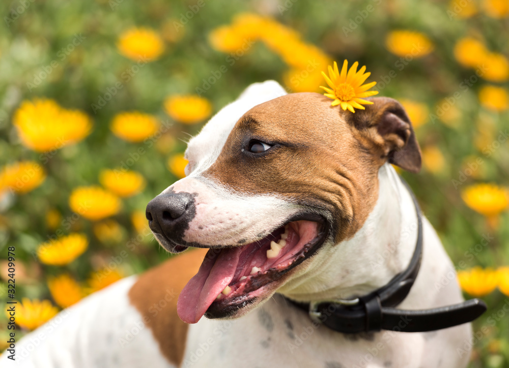 Puppy on the flower field. Sydney Australia