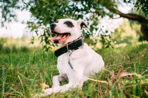 Beautiful big black and white dog relaxes in the summer in the garden or park in good weather