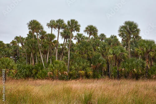 Tall cabbage palms at Lake Woodruff National Wildlife Refuge near Daytona Beach, Florida