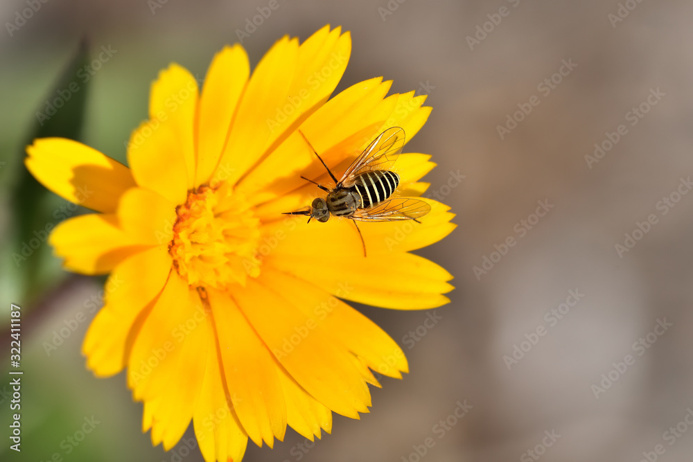 Diptera with stripes on yellow meadow flowers Diptera with stripes on yellow meadow flowers