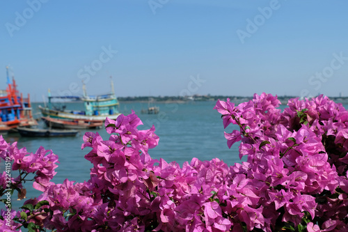 Beautiful blooming pink bougainvillea flowers with big and small colourful  wooden asian style fishing boats background. Blue sky, blue water and tranquil scene in a fisherman village. © Fotorina