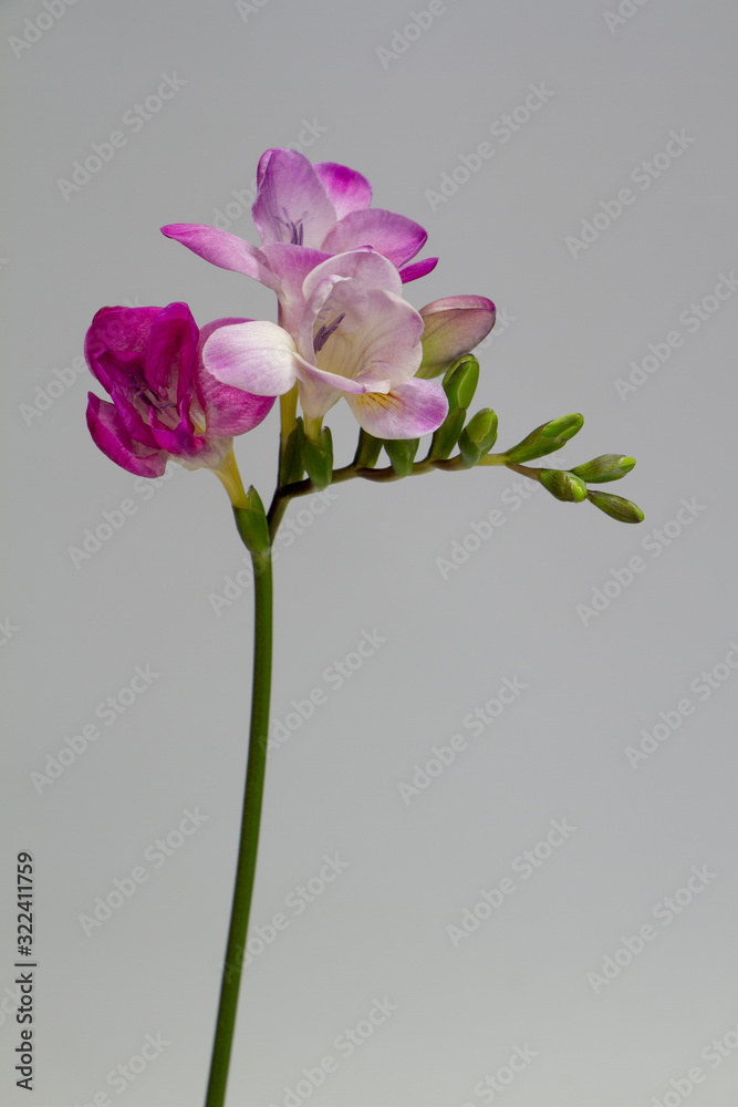 A branch of blooming pink freesia isolate on a light gray background, greeting card or concept A branch of blooming pink freesia isolate on a light gray background, greeting card or concept