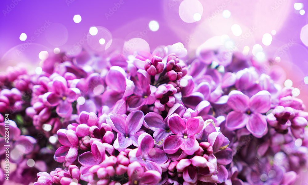 Obraz premium Blooming lilac flowers