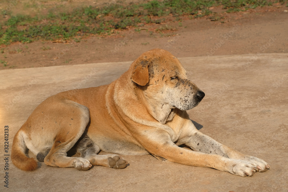 Smart and charming (light brown cream colour) unneutered male Senior dog with plenty of fighting bite marks over his face and his legs. He lies down on the ground, closes his eyes and  sleeps.