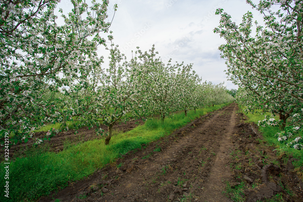 blooming apple orchard in spring outdoors in the village. young apple trees planted and growing  in rows in the garden outside the city . gardening.  agronomy.