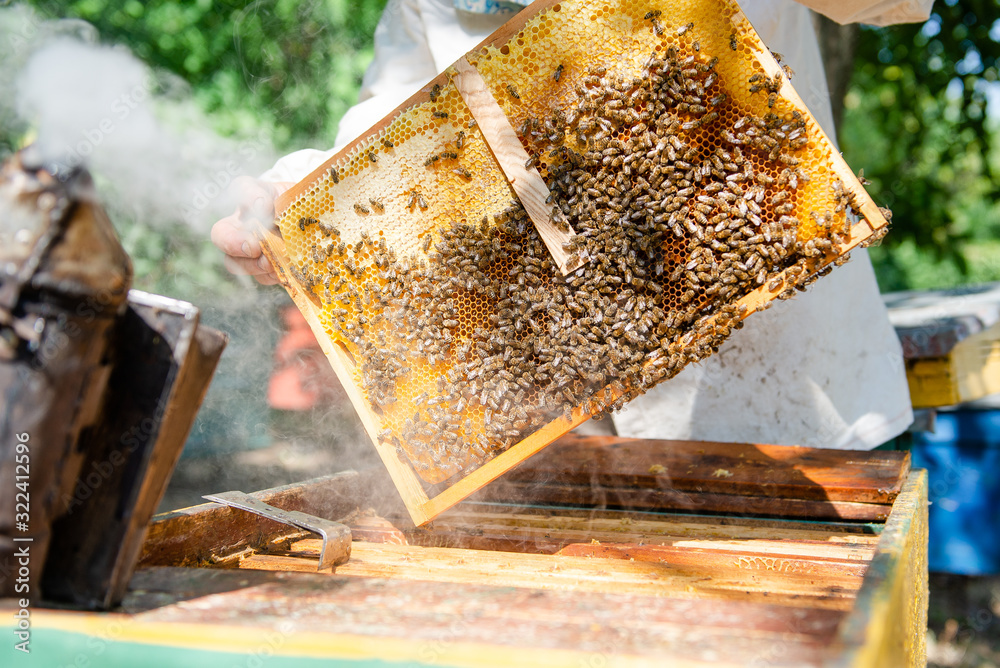 The beekeeper checks the hive. Looks at bees in the sun. The beekeeper checks the hive. Looks at bees in the sun.