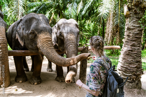 Rear view of woman feeding elephants in sanctuary, Krabi, Thailand photo