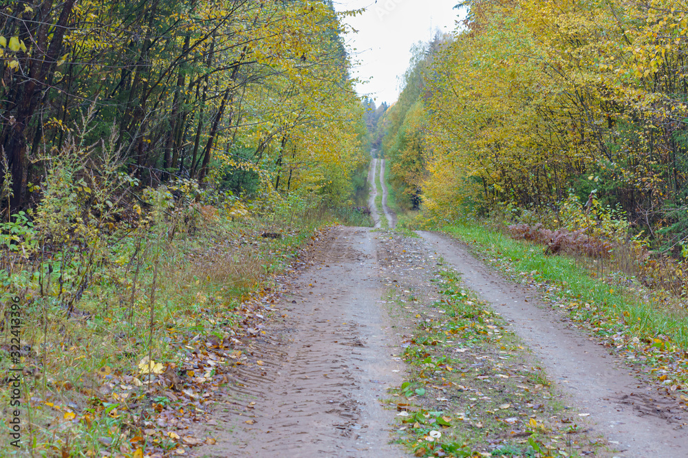 Road among autumn trees. Hilly road in the forest.