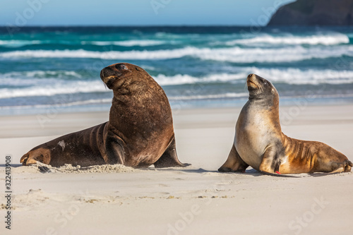 New Zealand, Dunedin, New Zealand sea lions (Phocarctos hookeri) mating on Allans Beach