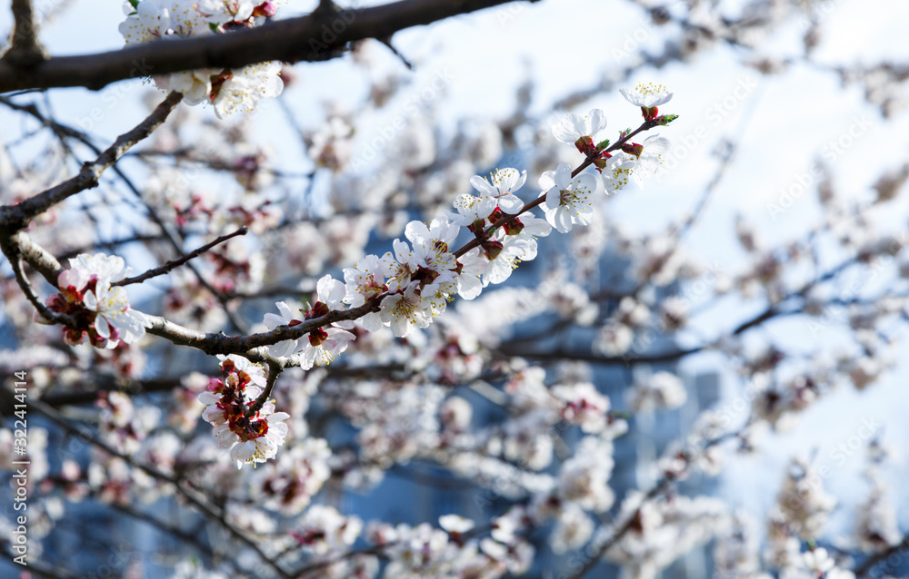 Blossoming cherry trees in spring. Sakura branches with sunlight. Nature background Blossoming cherry trees in spring. Sakura branches with sunlight. Nature background