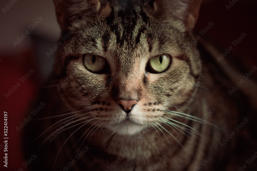 Indoor portrait of tabby cat. Big green eyes.