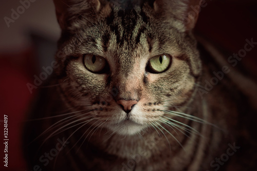 Indoor portrait of tabby cat. Big green eyes. © Belén Lupano