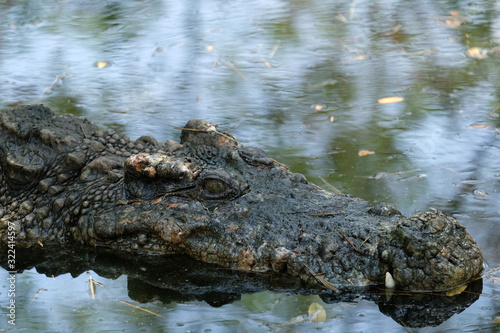 Aligator Crocodile in the mossy swamp.