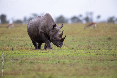 Rhinocéros noir, on a rainy day
