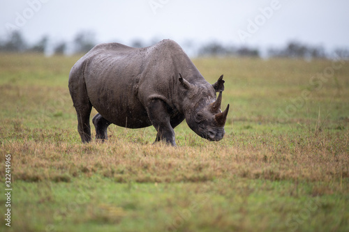 Rhinocéros noir, on a rainy day