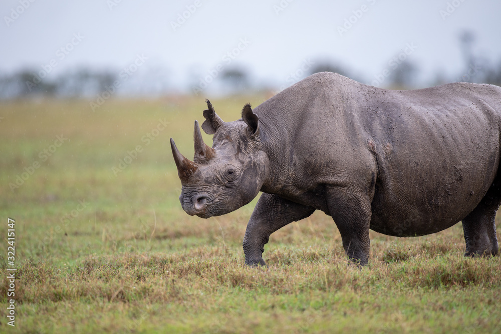 Obraz premium Rhinocéros noir, on a rainy day