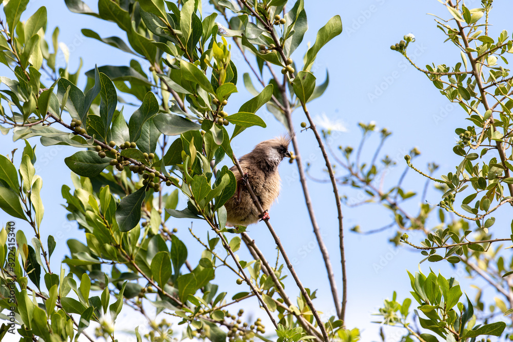 Obraz premium Speckled Mousebird