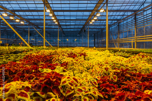 Colorful coleus plants growing in modern greenhouse in the evening at artificial light conditions photo