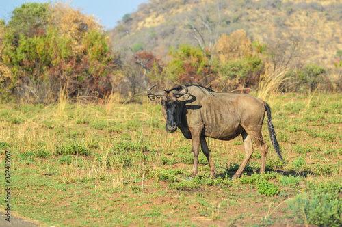 Blue wildebeest   Connochaetes taurinus   grazing in a South African game reserve
