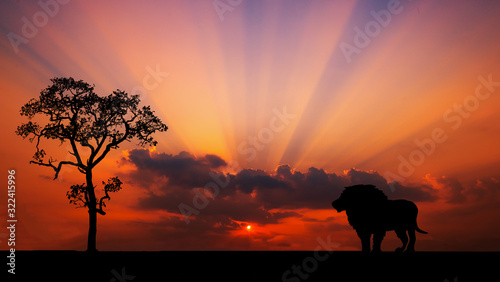 Amazing sunset and sunrise.Panorama silhouette tree in africa with sunset.Tree silhouetted against a setting sun.Dark tree on open field dramatic sunrise.Safari theme.Giraffes , Lion , Rhino.