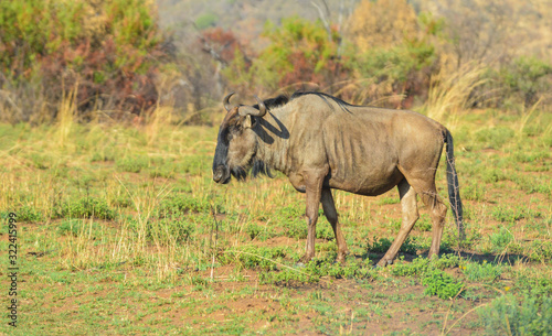 Blue wildebeest   Connochaetes taurinus   grazing in a South African game reserve