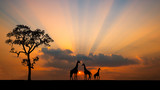 Amazing sunset and sunrise.Panorama silhouette tree in africa with sunset.Tree silhouetted against a setting sun.Dark tree on open field dramatic sunrise.Safari theme.Giraffes , Lion , Rhino.