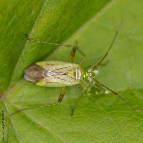 Bug Adelphocoris quadripunctatus in nature. Capsid bug, also called mirid bug, Adelphocoris quadripunctatus. © ihorhvozdetskiy