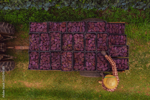  Produtor carrega trator com  uvas bordô utilizada para produção de sucos de uva em propriedade rural familiar.        