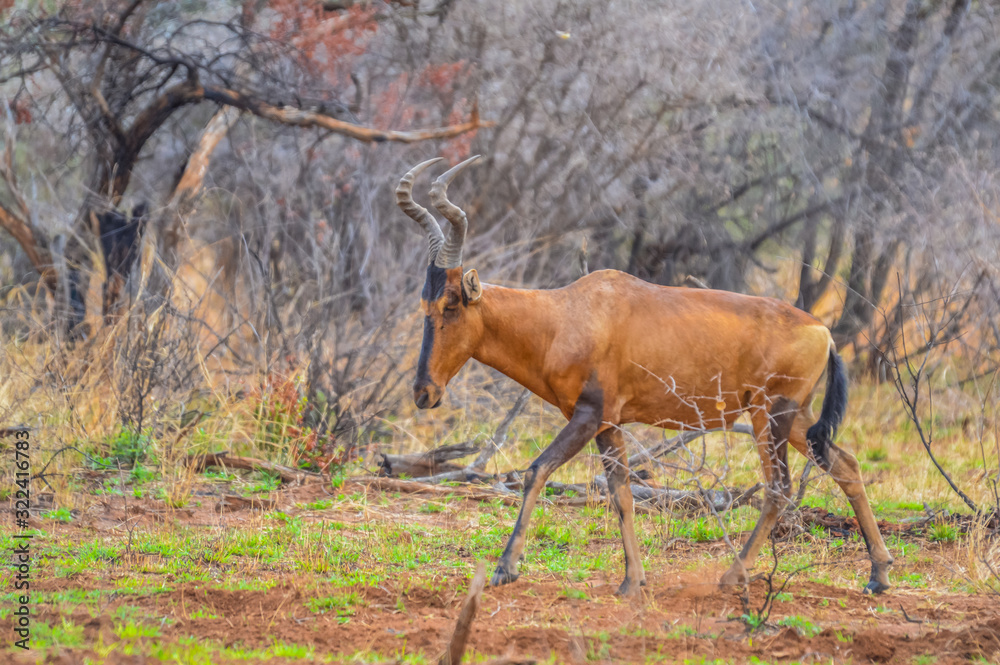 Fototapeta premium Red hartebeest (Alcelaphus buselaphus caama or Alcelaphus caama) grazing in a nature game South Africa