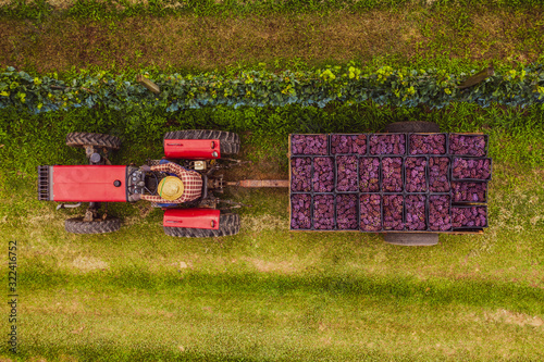Produtor carrega trator com uvas bordô utilizada para produção de sucos de uva em propriedade rural familiar.            