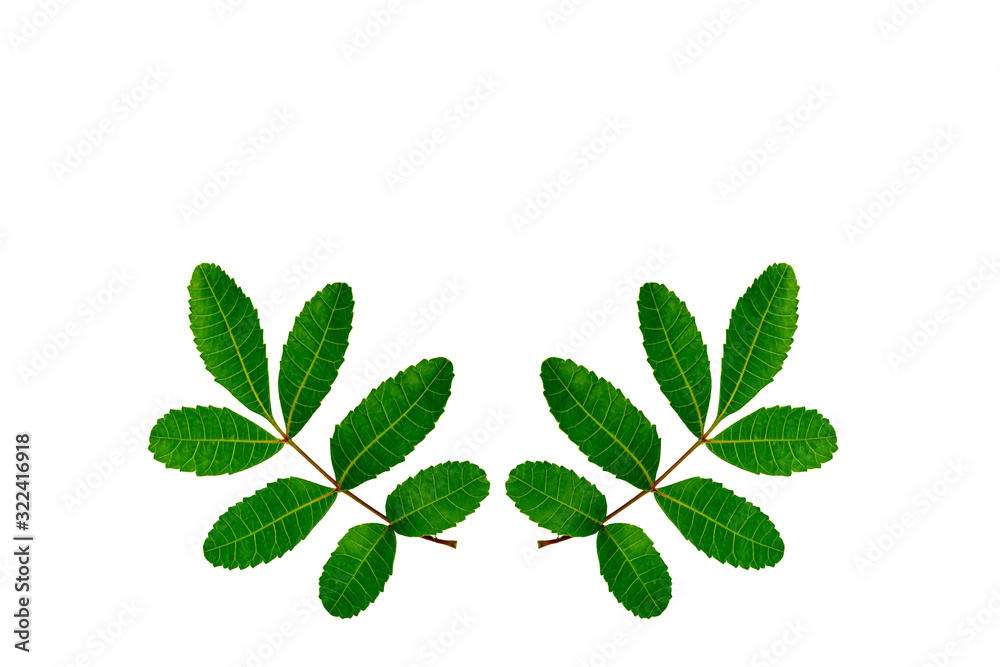 Fototapeta premium Green leafs isolate on white background.Olive leaves.