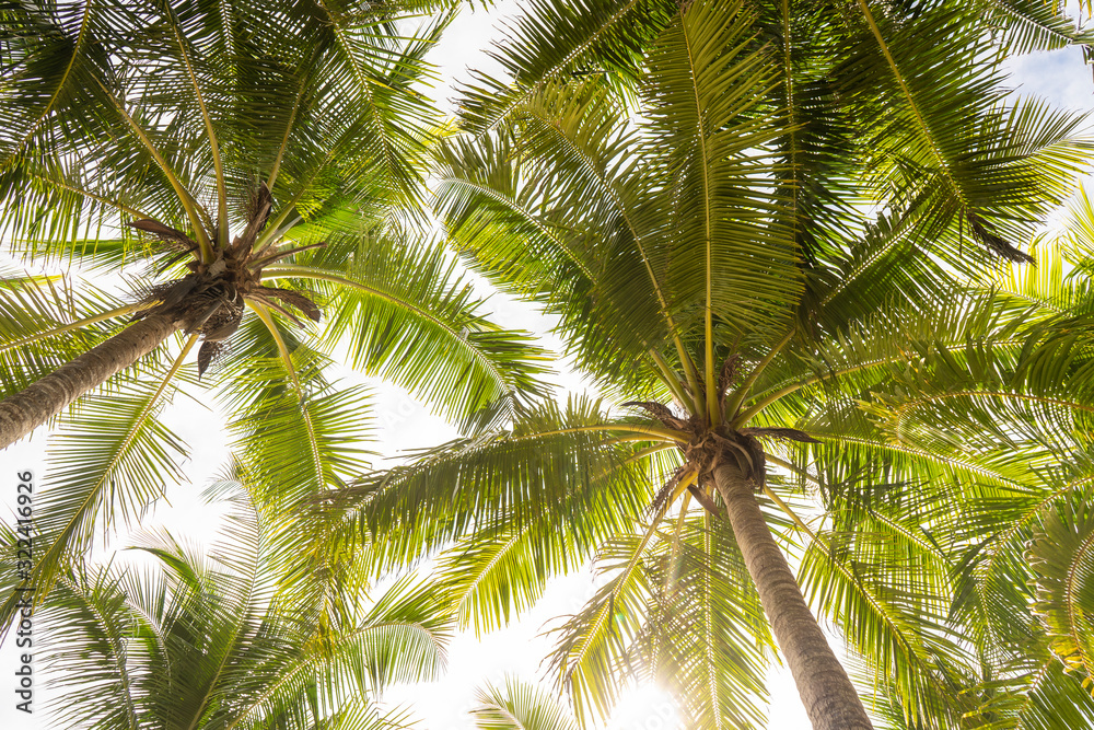 Directly below view of green palm trees Directly below view of green palm trees