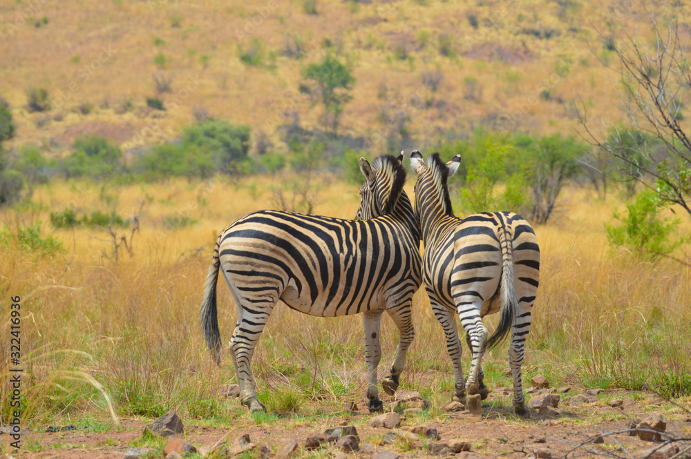 Cape Burchell's Zebra in savannah in South Africa Cape Burchell's Zebra in savannah in South Africa