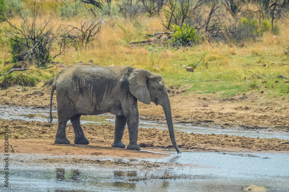 A lone isolated elephaant drinking water from a waterhole in hot summer